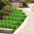 Artificial Plants Flowers Faux Boxwood Shrubs 6 Pack, Lifelike Fake Greenery Foliage with 42 Stems for Garden, Patio Yard, Wedding, Office and Far...