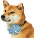 Blueberry Pet Summer Sparkle Dog Collar, Adjustable Medium Size, Neck 14.5"-20", Turquoise, Ocean Fish and Seahorse Print Nautical Pet Collar with...