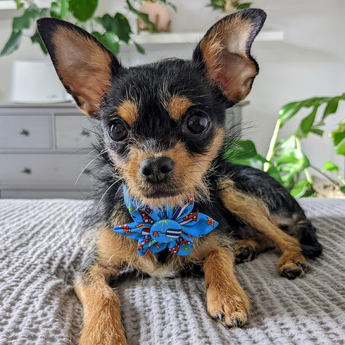 Huxley & Kent Pet Pinwheel | Firecrackers (Large) | 4th of July Velcro Collar Accessory for Dogs/Cats | Bow Collar Attachment | Cute, Comfortable ...