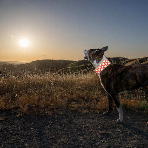 Reflective Dog Collar. Fluorescent, Blaze Orange with Adjustable Fastener for Small, Medium & Large Pets. High Visibility Dog Products to Safeguar...