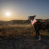 Reflective Dog Collar. Fluorescent, Blaze Orange with Adjustable Fastener for Small, Medium & Large Pets. High Visibility Dog Products to Safeguar...