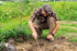 Berry&Bird Weeding Tool Crack Weeder Manual Hand Weeder, V-Shaped Fork Easy Weed Removal & Uprooting, Garden Weed Puller Tool for Patio Lawn Yard...