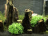 BEGONDIS Aquarium Decorations Fish Tank Artificial Green Water Plants Made of Soft Plastic, Safe for All Fish & Pets (Style-3)...