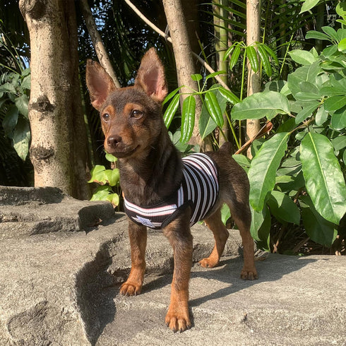 YQYS Dog Shirts Multi-color Striped Cotton Vest for Small Dogs and Cats Puppy Clothes Teacup Dog Clothing Tank Top for Chihuahua Miniature Pinsche...