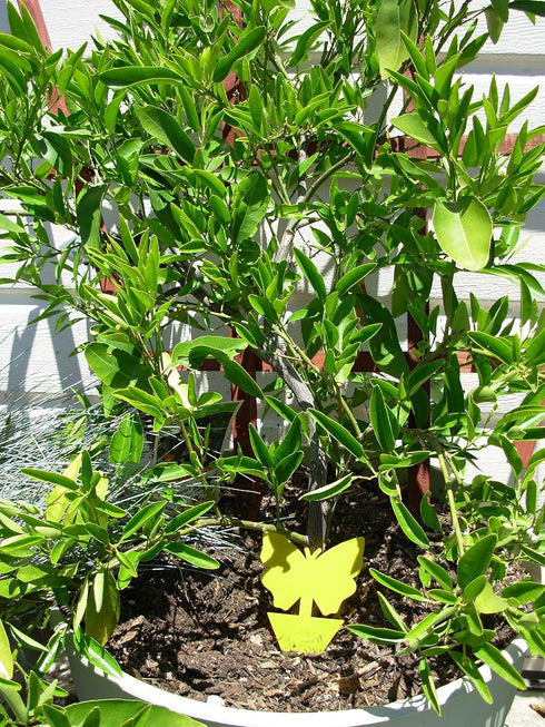 Yellow Sticky Fly Traps (25 Pack) for Gnat Whitefly Fungus Gnat Aphid Small Insects - Houseplant Disposable Glue Trappers - Bug Catcher - Butterfl...