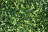 SIAM Herbs : Kaffir Lime Leave Powder 2.35 oz. | Premium Gourmet Ingredient for Thai & Asian Cuisine |Rich Green Color and Extremely Aromatic (Mak...