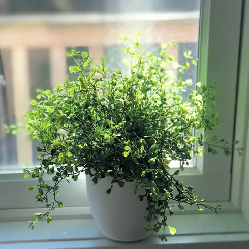 WHW Whole House Worlds Realistic Faux Baby Oregano, Potted Plant, Houseplant, Kitchen, Lushly Leafed, White Pot, Plant Diameter is 6 Inches x 9 3/...