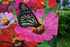 Decorative Zinnia Butterfly Honeybee Garden Flag Colorful Spring Summer Blooms Double Sided 12.5 X 18 Inch...