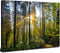 Forest Wall Art Nature Pictures Wall Decor Living Room Mountain Landscape Photo Prints Sunrise Green Trees Scenery Poster Painting Framed Artwork ...