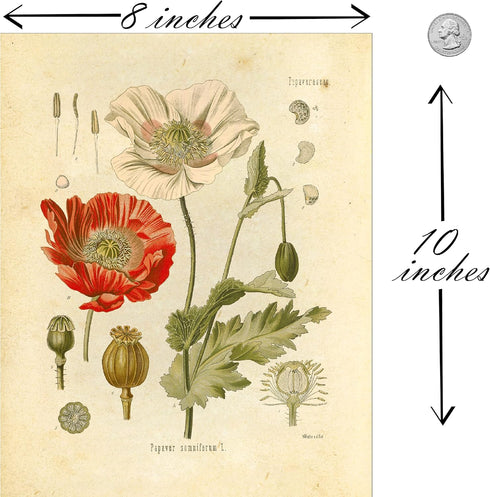 Ink Inc. Botanical Prints Wildflower Prints Floral Wall Art - Set of 6-8x10 - Unframed...