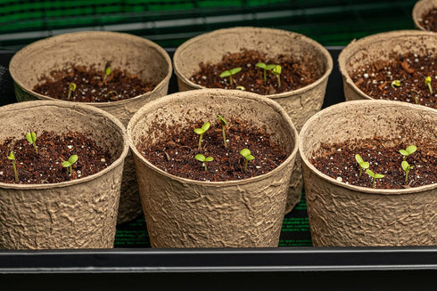 Lemon Basil Seeds For Planting - Lemon Scent Basil, Thai Lemon Basil, Lao Basil, Hoary Basil, Ocimum Basilicum - Approx 1 Gram - by RDR Seeds...