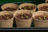 Lemon Basil Seeds For Planting - Lemon Scent Basil, Thai Lemon Basil, Lao Basil, Hoary Basil, Ocimum Basilicum - Approx 1 Gram - by RDR Seeds...