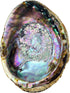 Hand Selected Abalone Shell, 6 Inches or Larger. Perfect for Holding Incense, Trinkets, and More...