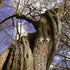 WAYDA Tree Faces Decor Outdoor, Old Man Tree Hugger Bark Ghost Face Facial Features Decoration for Outdoor Yard Art Garden, Whimsical Sculpture Ga...
