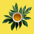 Mango Yerba Mate with Ginseng, Loose Leaf Tea - Caffeinated | bulk 8oz, 80-100 cups | The Spice Hut, First Sip of Tea...