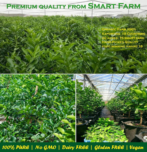 SIAM Herbs : Kaffir Lime Leave Powder 2.35 oz. | Premium Gourmet Ingredient for Thai & Asian Cuisine |Rich Green Color and Extremely Aromatic (Mak...
