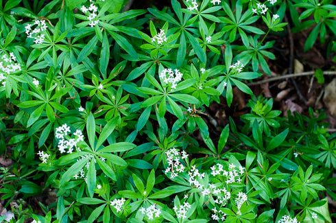 Health Embassy Sweet Woodruff Herb | Galium Odoratum L | Herbal Tea (50g)...