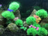 BEGONDIS 4Pcs Aquarium Decorations Fish Tank Artificial Green Water Plants Made of Soft Plastic...