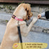 Reflective Dog Leash for Large&Medium and Small Dogs, Strong and Durable Nylon Leashes for Walking and Training, Heavy Duty 6 Foot Leash with D Ri...