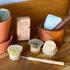 Replacement Brush Heads (Pack of 8) for Bamboo Dish Brush, Sisal Bristle Refills, Agave Cactus Fibres, Kitchen Eco Scrubber, Plastic Free Washing ...