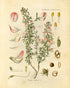 Ink Inc. Botanical Prints Wildflower Prints Floral Wall Art - Set of 6-8x10 - Unframed...
