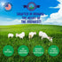Freeze Dried Raw Goats Milk with Probiotics for Dogs & Cats (Super Greens), Organic USA Veggies & Fruits, High Protein, Digestible Goat Milk Powde...