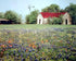 Old Barn & Flowers Field Scenery Nature Landscape Wall Decor Art Print Poster (16x20)...