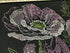 Riolis Cross Stitch, Lace Poppies (14 Count)...