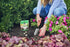 Miracle-Gro Quick Start Planting Tablets...