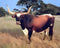 Texas Longhorn Cow Steer Cattle Farm Nature Animal Landscape Wall Decor Art Print Poster (16x20)...
