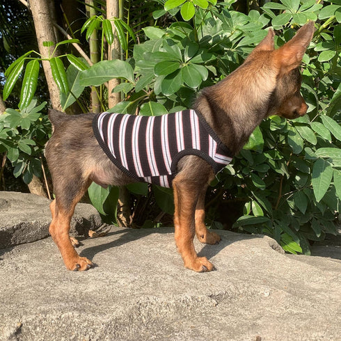 YQYS Dog Shirts Multi-color Striped Cotton Vest for Small Dogs and Cats Puppy Clothes Teacup Dog Clothing Tank Top for Chihuahua Miniature Pinsche...