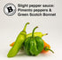 Bertie's Slight Pepper Sauce (10 Oz./300ml) | Gives You Great Flavour Without Too Much Heat...