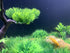 BEGONDIS 40 Pcs Artificial Small Water Plants, Fish Tank Aquarium Grass Decorations, Made of Soft Plastic...