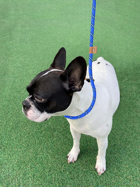 5 FT Slip Lead Dog Leash, Heavy Duty Rope Leash for Small Medium Large Dogs, No Pull Training Lead with Reflective Thread, Strong Comfortable Loop...