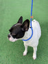 5 FT Slip Lead Dog Leash, Heavy Duty Rope Leash for Small Medium Large Dogs, No Pull Training Lead with Reflective Thread, Strong Comfortable Loop...