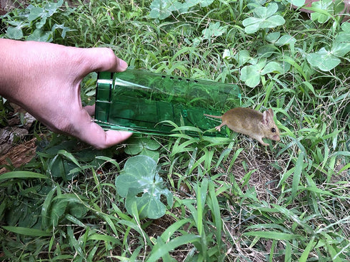 Humane Mouse Trap - Mouse Traps That Work – Best Mouse, Mice and Rat Trap Plastic Traps Live Catch and Release Rodents, Safe Around Children and P...