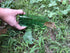 Humane Mouse Trap - Mouse Traps That Work – Best Mouse, Mice and Rat Trap Plastic Traps Live Catch and Release Rodents, Safe Around Children and P...