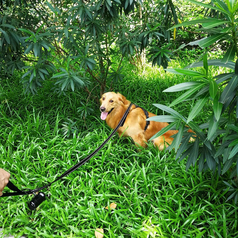 Dog Leash 6ft Long - Traffic Padded Two Handle - Heavy Duty - Double Handles Lead for Training Control - 2 Handle Nylon Leashes for Large Dogs or ...