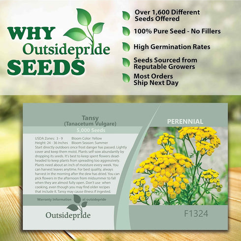 Outsidepride 5000 Seeds Perennial Tanacetum Vulgare Tansy Herb Garden Seeds for Planting...