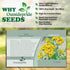 Outsidepride 5000 Seeds Perennial Tanacetum Vulgare Tansy Herb Garden Seeds for Planting...