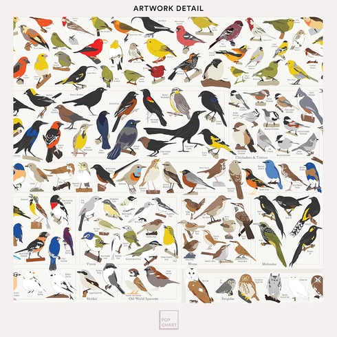 Pop Chart | Birds of North America | 36" x 24" Large-Format Poster | Every Bird Species in North America Illustrated | Perfect Wall Decor for Natu...