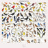 Pop Chart | Birds of North America | 36" x 24" Large-Format Poster | Every Bird Species in North America Illustrated | Perfect Wall Decor for Natu...
