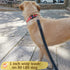 Reflective Dog Leash for Large&Medium and Small Dogs, Strong and Durable Nylon Leashes for Walking and Training, Heavy Duty 6 Foot Leash with D Ri...