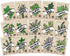 Sustainable Sprout 15 Heirloom Culinary Herb Seeds Variety Pack: Basil,Cilantro, Parsley, Chives,Thyme, Oregano, Dill,Rosemary, Arugula,Tarragon, ...