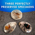 NATIONAL GEOGRAPHIC Real Bug Dig Kit - Dig up 3 Real Insects including Spider, Fortune Beetle and Scorpion - Great STEM Science Gift...