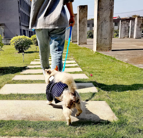 6FT Reflective Dog Leash for Large&Medium and Small Dogs, Strong and Durable Nylon Leashes for Walking and Training, Heavy Duty 6 Foot Dog Leash w...