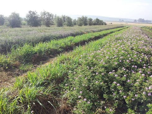 The Spice Way - Pure 100% Sumac, No Salt, no GMO, no Irradiation, Spice Seasoning Powder 2 oz (resealable bag) (Sumak)...