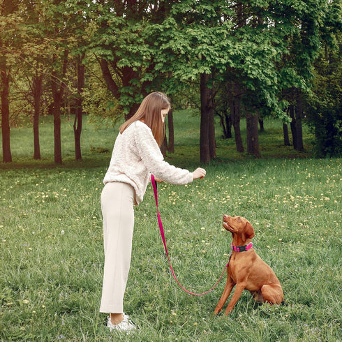 Reflective Dog Collar with Safety Locking Buckle, Adjustable Soft Breathable Nylon Collars for Small, Medium and Large Dogs(Collar+Leash XS Width ...