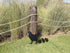 Metal Stake Chicken Decorative Garden Stakes Black Small Chicken Silhouette Garden Statues for Yard Outdoor Lawn Patios Garden Decoration,Set of 4...