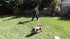 Dog Leash 8ft Long - RED - Traffic Padded Two Handle - Heavy Duty - Double Handles Lead for Control Safety Training - Leashes for Large Dogs or Me...